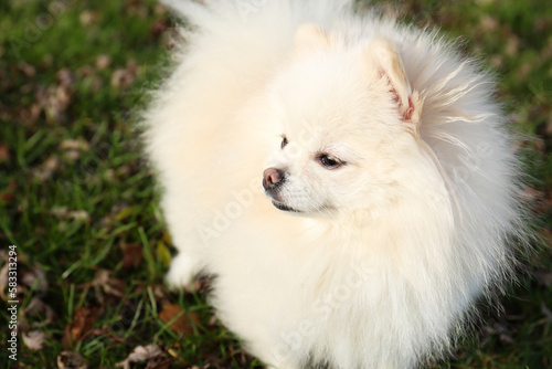 Cute fluffy Pomeranian dog on green grass outdoors, space for text. Lovely pet
