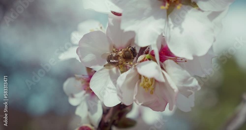 Bee polinates white flowers on a branch of blooming almond tree close-up. Floral outdoor blurred background. photo