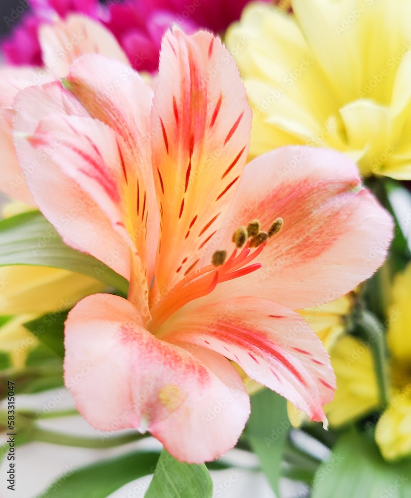 A close-up shot of a blooming light pink Peruvian(parrot) Lily with a bright background of foliage.