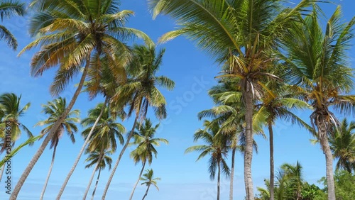 Wallpaper Mural Coconut palm trees on blue sky. Dominican Republic Torontodigital.ca