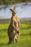 A male kangaroo, called a Boomer, flexing its muscles in an upright position on the Gold Coast in Eastern Australia