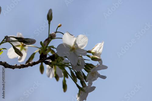 Obraz w ramie 可愛い桜の花