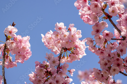 Obraz w ramie 満開の桜の花