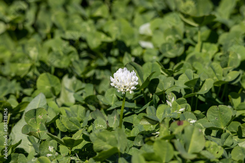 Obraz na płótnie 一輪のクローバーの花