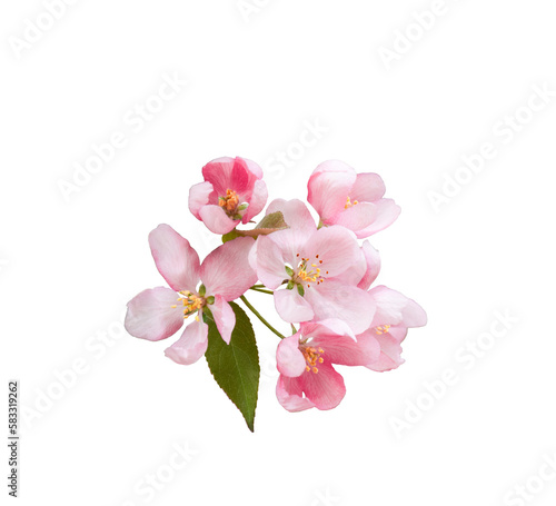 Pink spring blossom flowers isolated cutout on transparent
