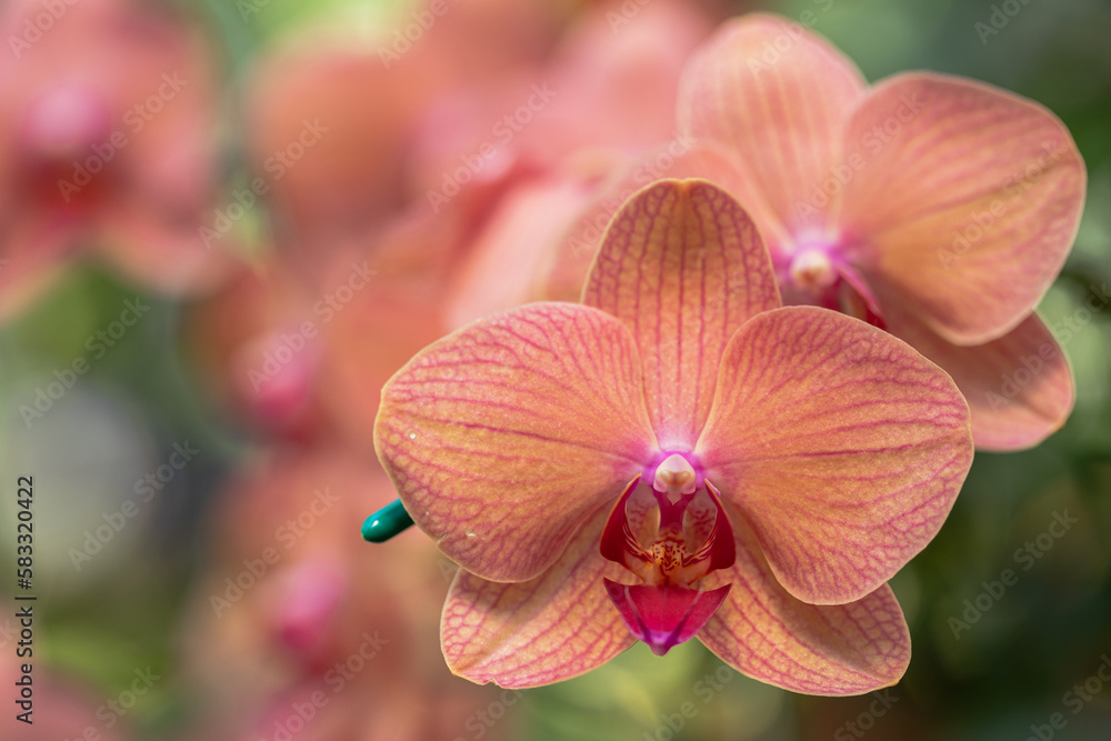 Phalaenopsis orchid flower bloom in spring decoration the beauty of nature, A rare wild orchid decorated in tropical garden Phalaenopsis orchid flower bloom in spring decoration the beauty of nature, A rare wild orchid decorated in tropical garden