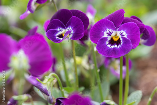 Close up of horn violet pansy flower in nature at springtime