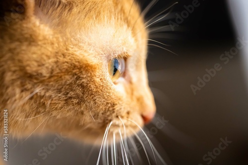 Close up Image of Cat Drinking Milk in Sunlight