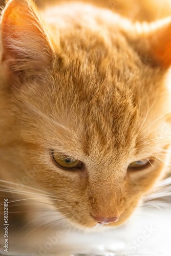 Close up Image of Cat Drinking Milk in Sunlight