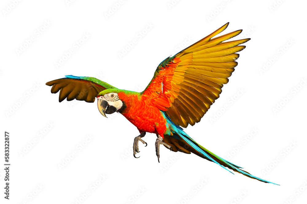 Colorful macaw parrot flying isolated on transparent background png file	