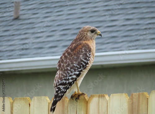 Red tailed hawk on fence in Florida nature, closeup photo