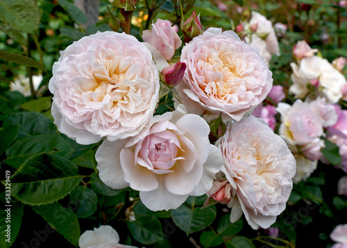 Lovely soft colours of the English shrub rose 'Emily Bronte' (Ausearnshaw). Bred by David Austin Roses.