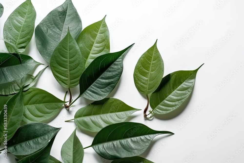 58-botany-natural-green-leaves-branches-on-white-background.jpg.jpg 58-botany-natural-green-leaves-branches-on-white-background.jpg.jpg