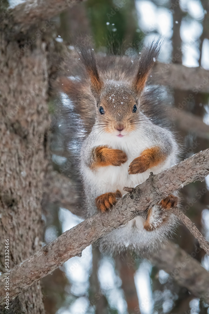 Fototapeta premium The squirrel with nut sits on tree in the winter or late autumn
