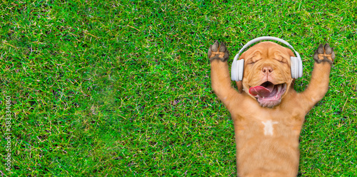 Happy mastiff puppy wearing headphones lies on its back on summer green grass and listens music. Top down view. Empty space for text