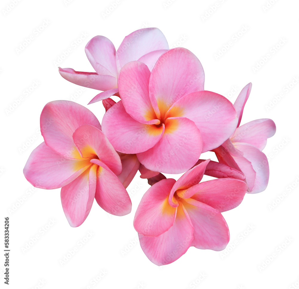 Plumeria or Frangipani or Temple tree flower. Close up pink-yellow plumeria flowers bouquet isolated on transparent background. Plumeria or Frangipani or Temple tree flower. Close up pink-yellow plumeria flowers bouquet isolated on transparent background.