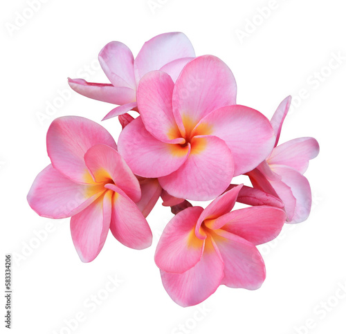 Plumeria or Frangipani or Temple tree flower. Close up pink-yellow plumeria flowers bouquet isolated on transparent background.