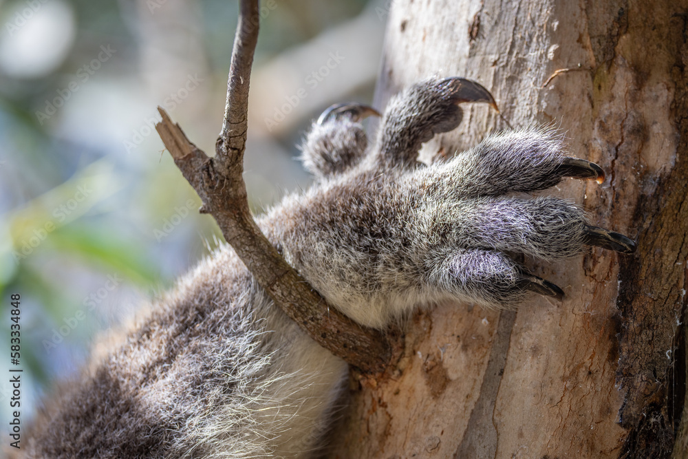 Close up detail view of a Koala Bear's paw and powerful claws used for