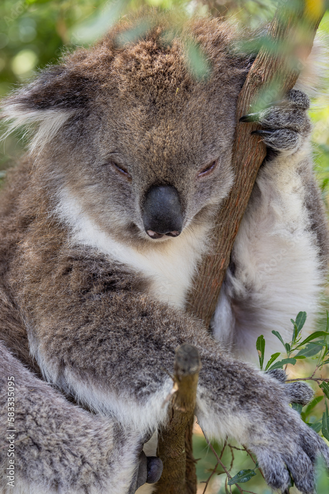Obraz premium Koala Bear sleeping. in a gum tree in Australia