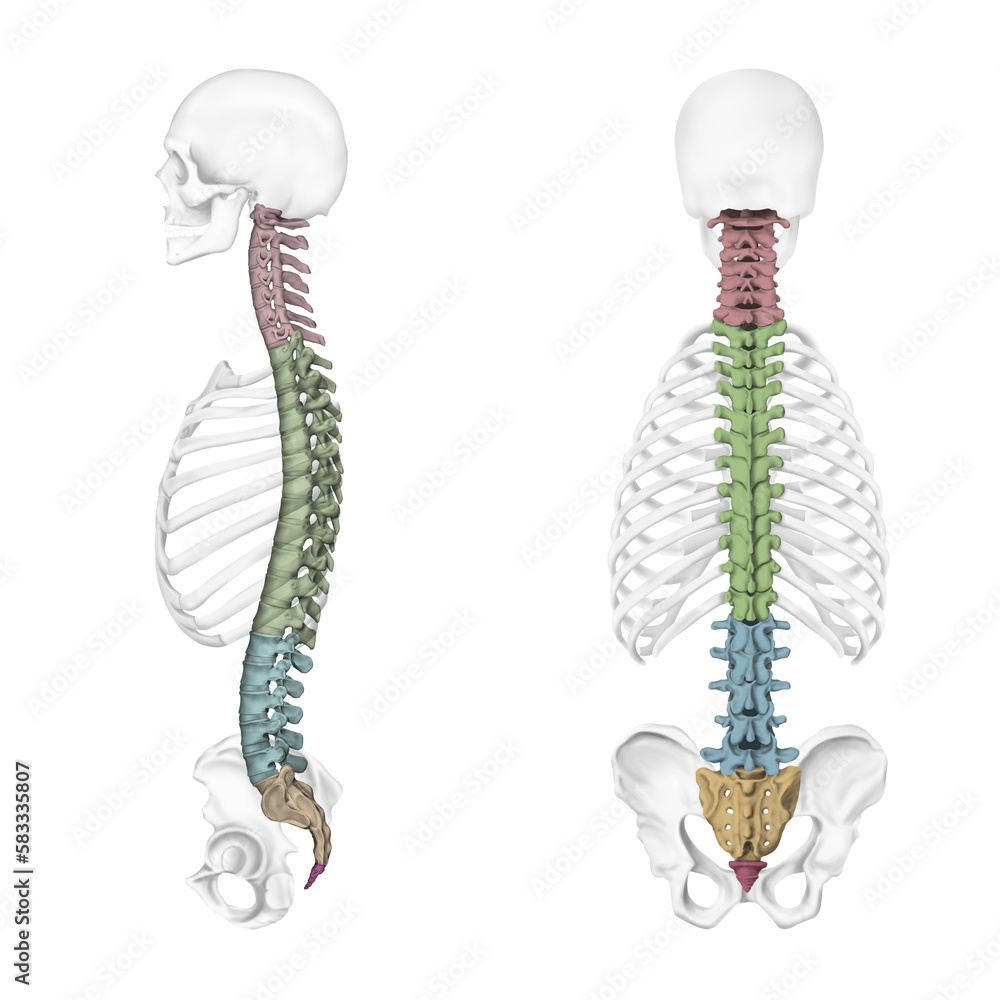 척추 구조 메디컬일러스트 Stock Illustration | Adobe Stock