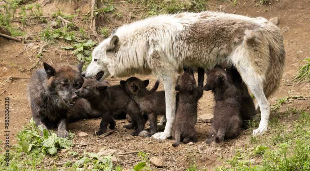 Wolf family, mother wolf is nursing her pups. Wildlife photography. Wolf family, mother wolf is nursing her pups. Wildlife photography.