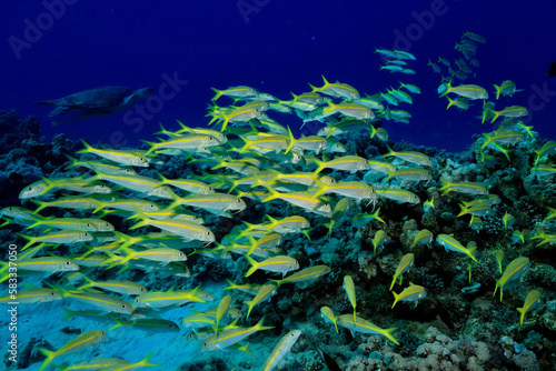 flock of fish goatfish underwater background