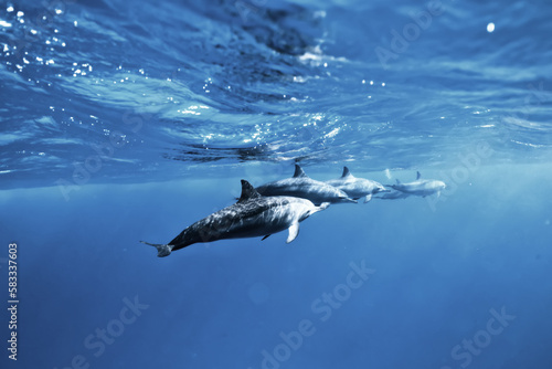 dolphins underwater photo, sea water wildlife