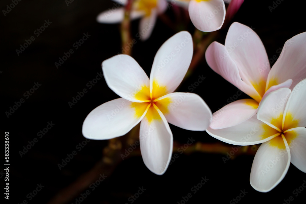 Fototapeta premium Frangipani has beautiful white and yellow flowers.
