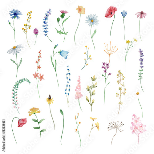 Watercolor wildflowers, delicate botanical illustration photo