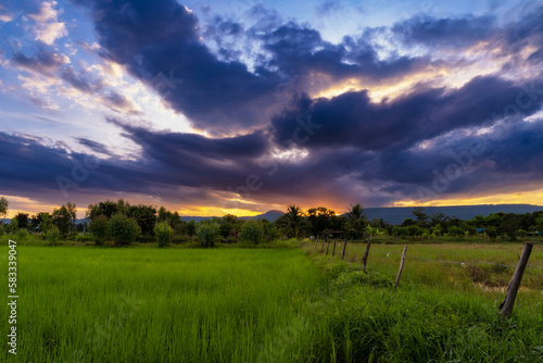 Natural scenic rice field and sunset in thailand