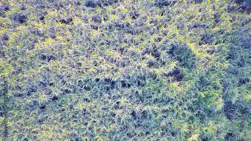 Drone flying over a sugar cane sprouting plantation by zoom out during sunset, Beautiful summer landscape of a sugar cane plantation. Drone flying over a sugar cane sprouting plantation by zoom out during sunset, Beautiful summer landscape of a sugar cane plantation.