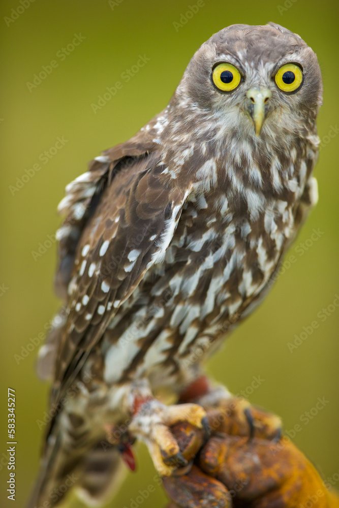 Obraz premium Barking owl (Ninax connivens)