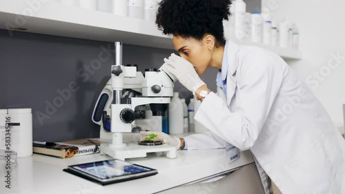 Scientist, plant microscope and woman with tablet for medical research, test or information. Science, technology and female botanist or doctor with leaf sample for gmo, sustainability and lab growth. photo