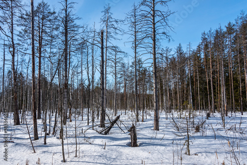 Spring landscape with forest covered with snow. Sunny. © Andrey Nikitin