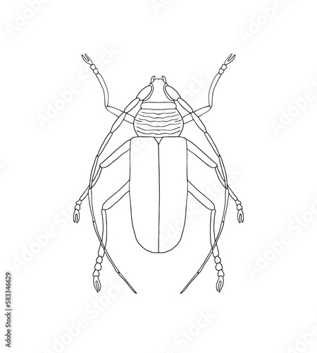 Beetle - moustache, simple outline drawing with black line, hand-drawn, vector, белый фон. Beetle with long whiskers top view, coloring.