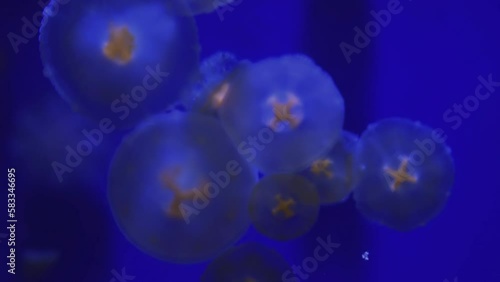 Jelly Blubber (Catostylus Mosaicus) Beginning Stage Of Existence , Reduce Noise, Pro Rez 422 photo