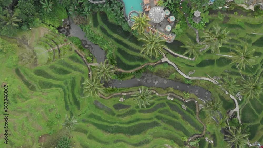 The rice fields are a big tourist attraction in Bali The rice fields are a big tourist attraction in Bali