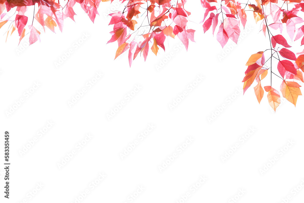 Pink Leaves Branch Isolated On White Background Pink Leaves Branch Isolated On White Background