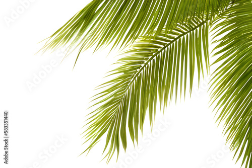 Palm Leaves Isolated On White Background
