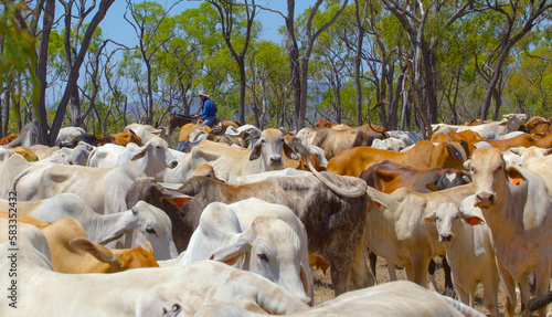Bilde på lerret Cattle muster