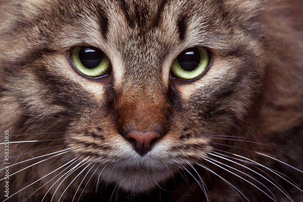 Green cat eyes in close up photo with studio light. Beautiful green cat eyes Green cat eyes in close up photo with studio light. Beautiful green cat eyes