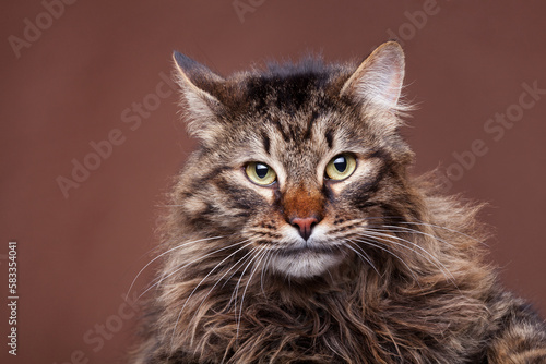 Angry maine coon cat on brown background in studio photo. Fluffy big cat in studio