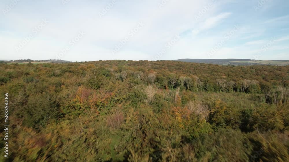 Trees in vast woodland. Backwards reveal of countryside and pasture with grazing animals. Wales, UK Trees in vast woodland. Backwards reveal of countryside and pasture with grazing animals. Wales, UK