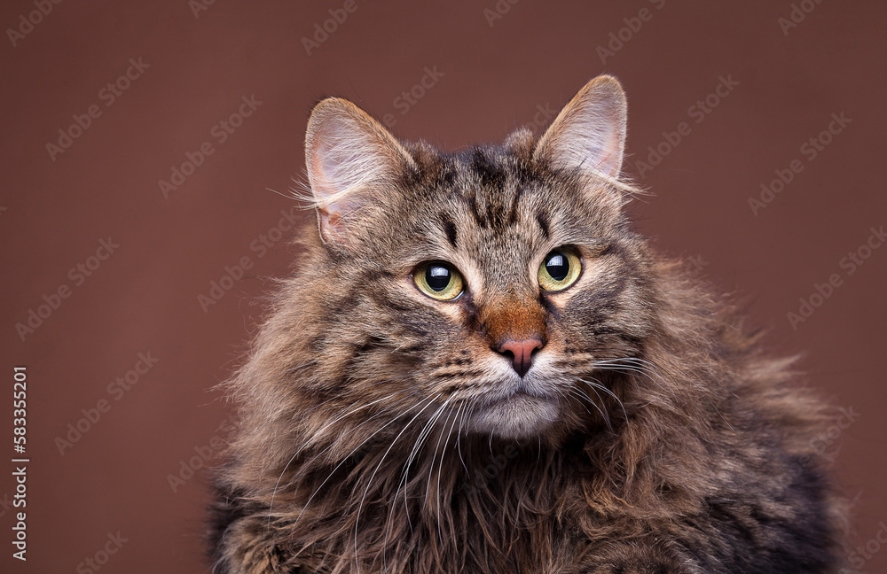 Beautiful maine coon breed cat on brown background. Big domestic mammal Beautiful maine coon breed cat on brown background. Big domestic mammal