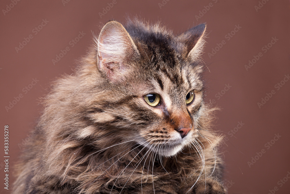 Beautiful fluffy cat from maine coon breed on brown background in studio photo Beautiful fluffy cat from maine coon breed on brown background in studio photo
