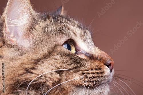 Maine coon breed cat looking away from camera in studio photo on brown background