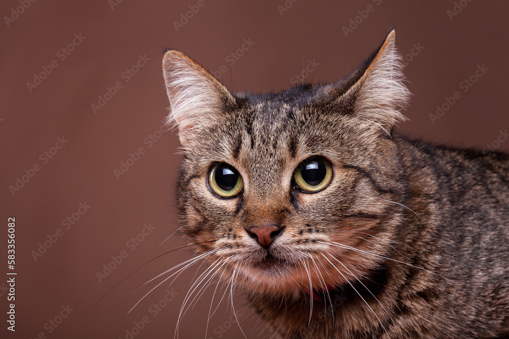 Cat in studio on brown background. Beautiful feline