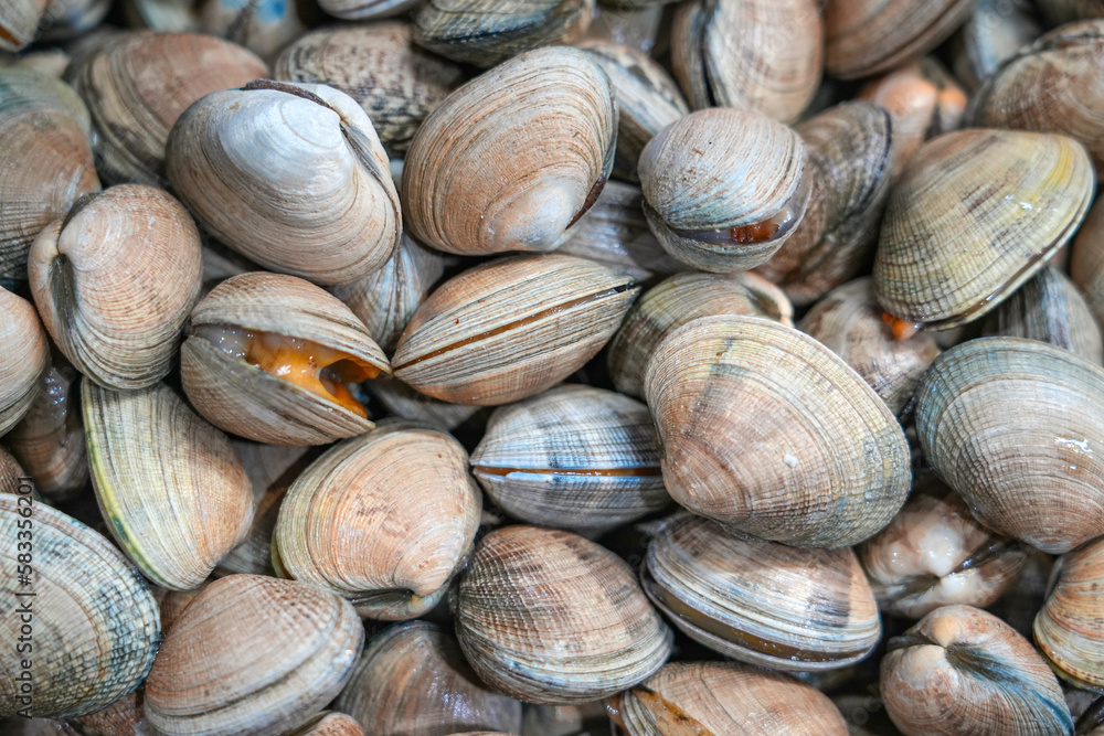 fresh collected clams in pile as seafood background fresh collected clams in pile as seafood background