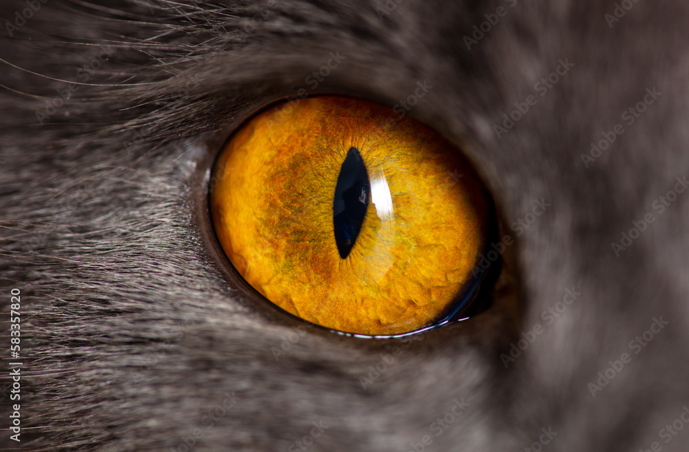 Yellow eye of a gray cat.