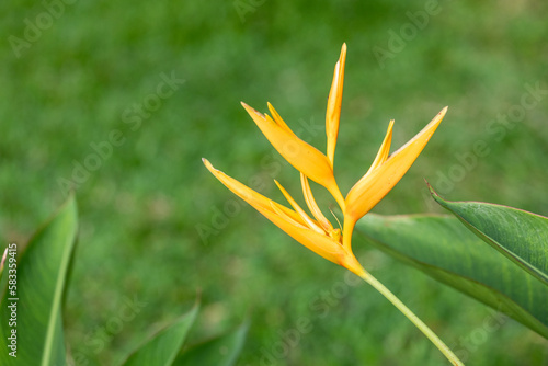 bright yellow flower against green background